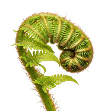 Fiddlehead fern isolated on transparent background