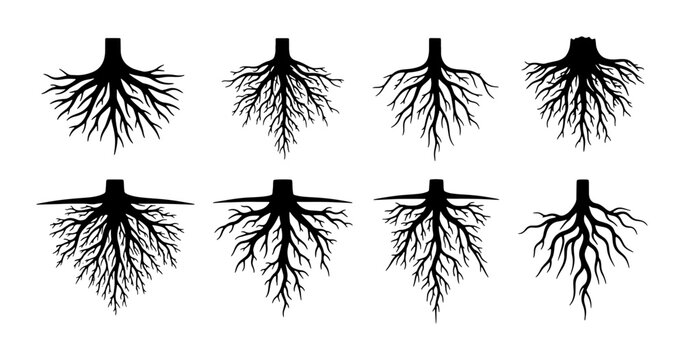 Set of 8 Black Silhouette Tree Root Systems, Organic Growth Patterns, Natural Foundation Icons, Plant Biology Vector Graphics