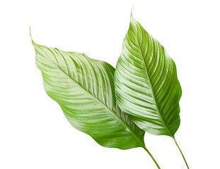 two spathiphyllum leaves on a white isolated background © Ирина Гутыряк