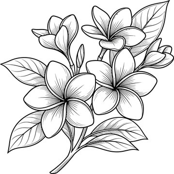 Beautiful Plumeria Flower Branch Line Art Illustration.