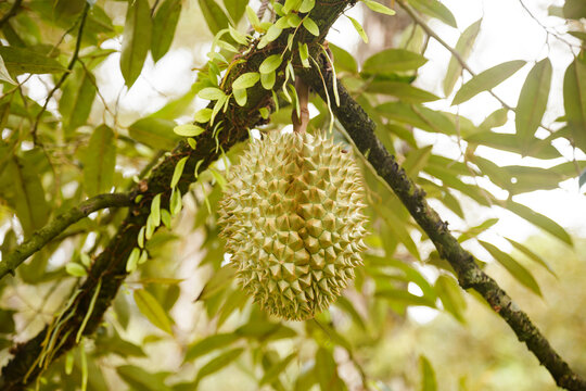 Durian Hanging on Tree with Parasite Plants