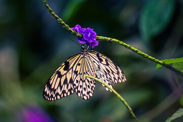 butterfly on flower © Darren