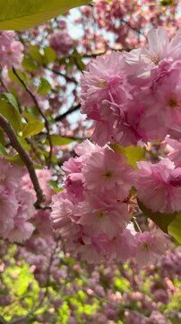 Flip-over shot of double cherry blossoms in the gentle breeze