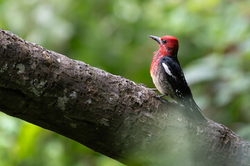 red billed hornbill © Darren