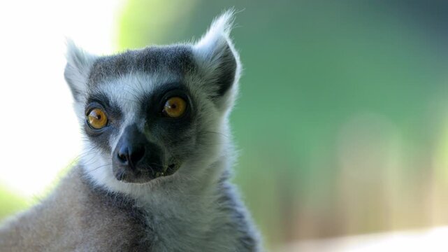 Close Up Portrait of a Ring Tailed Lemur Looking Around Outdoors