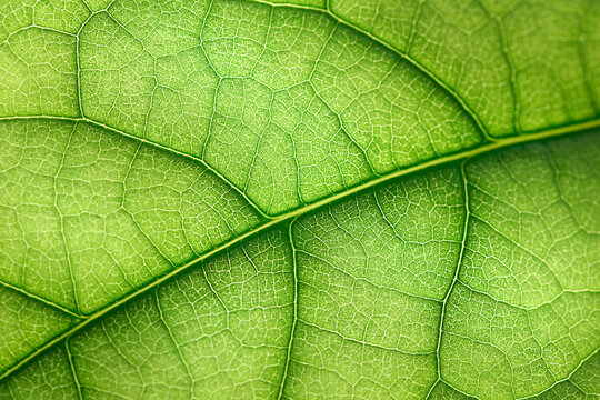 background of veins of textured leaf close-up