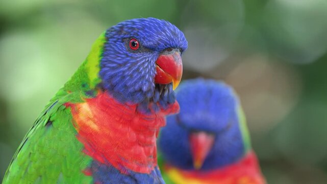 Vibrant Rainbow Lorikeet Parrots Interacting in a Tropical Australian Setting