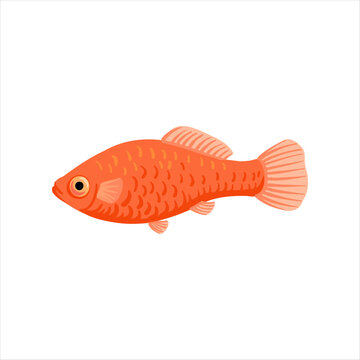 southern platyfish, red platy fish, moonfish, Xiphophorus maculatus,vector drawing aquarium fish isolated at white background, hand drawn illustration