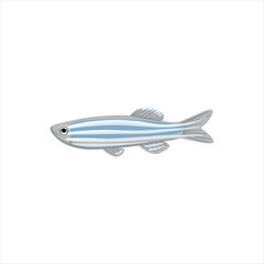 Obraz premium zebrafish, zebra danio, Danio rerio, vector drawing aquarium fish isolated at white background, hand drawn illustration