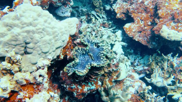 Giant Clam Tridacna Gigas Resting on a Tropical Coral Reef in Palau