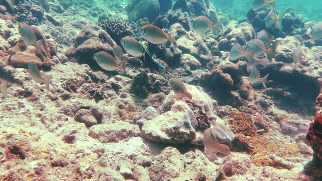 School of Streaked Spinefoot Rabbitfish Swimming Over Coral Reef