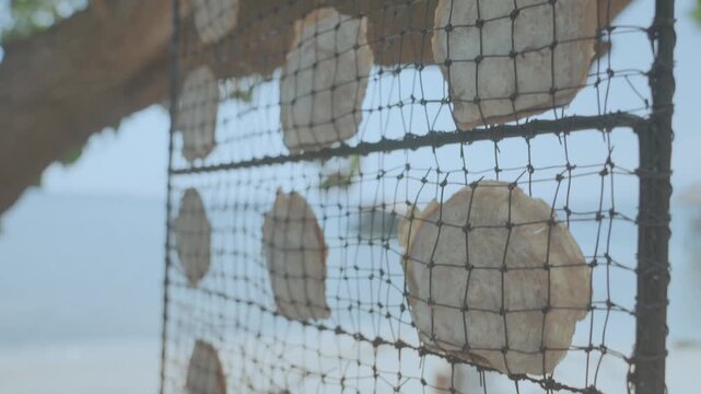 Pearl Farming Post-Harvest Process - Cleaning Raw Sea Pearls.