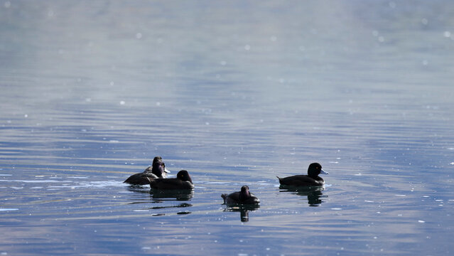 Group of New Zealand Scaup Ducks Swimming on Lake Dunstan