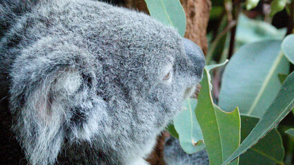 Fototapeta premium Close Up Profile of a Koala Eating Eucalyptus Leaves in Australia
