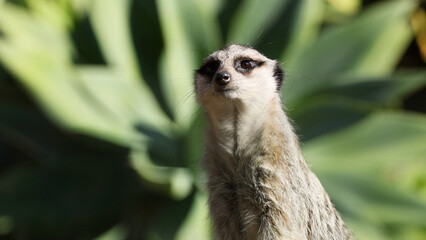 Fototapeta premium Close Up Portrait of an Alert Meerkat in a Lush Forest