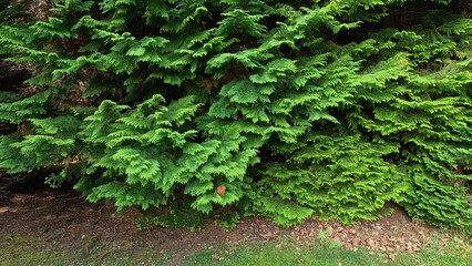 Fototapeta premium Lush Green Conifer Tree Branches in a Botanical Garden Setting