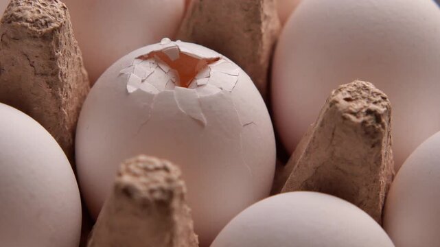 Broken egg in carton shows sign of life inside