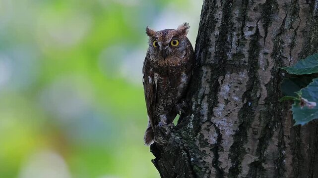 Close up portrait of a wild small owl with bright yellow eyes perched on a rough tree trunk against a soft blurred green background in natural habitat.