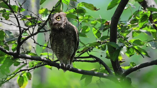 Wild small owl with bright yellow eyes and open beak perched on a tree branch surrounded by lush green foliage in natural woodland habitat.