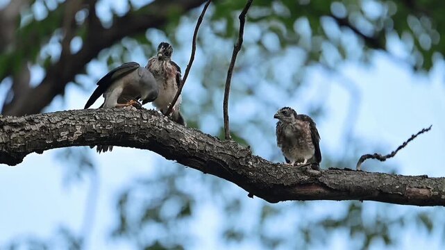 Wild raptor bird family with two adults and fluffy chicks standing together on a thick tree branch against a clear blue sky in their natural habitat.