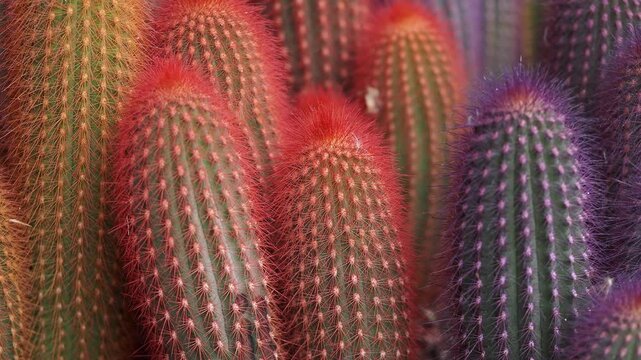 Colorful cacti in a garden during bright daylight hours