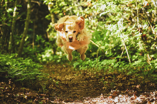 Golden retriever dog running and jumping on a forest trail. 