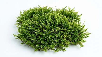 Naklejka premium Vibrant green forest moss isolated on white background, organic natural moss tuft, fresh bryophyte plant texture for botanical design and eco-friendly concepts