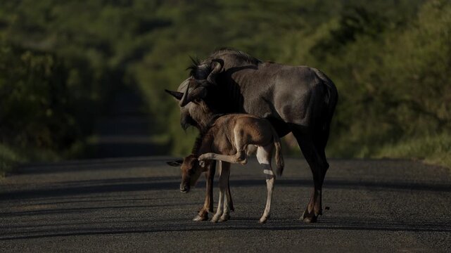 Large herd of wildebeest walking along dusty road in African national park during golden sunset, with mountain hills in the background, dramatic savanna landscape, wildlife migration and peaceful