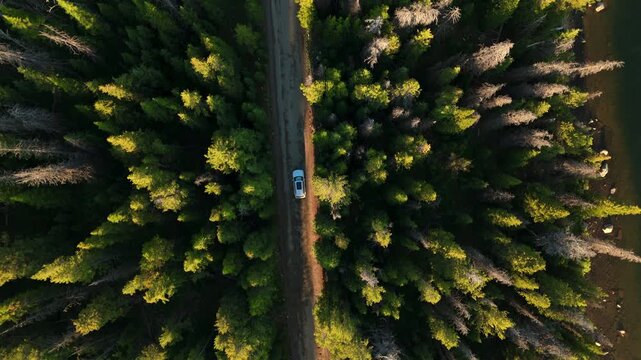 Drone footage captures SUV traveling along Beartooth Highway in Montana surrounded by dense evergreen pine forest during golden hour with warm sunlight illuminating the treetops and dirt road.