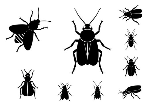 Black Cockroach Silhouettes on White Background