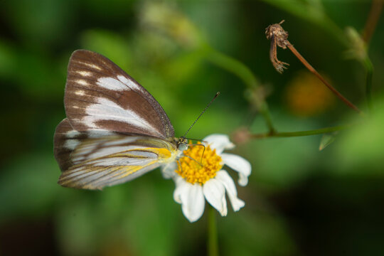Butterfly on a flower in the meadow, nature background