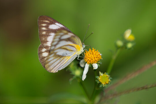 Butterfly on a flower in the meadow, nature background