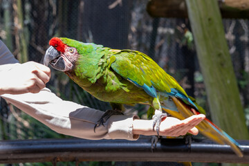Vibrant great green macaw parrot perched on a human hand, showing close interaction at Guadalajara Zoo. Colorful plumage and curious gaze. © Enrique