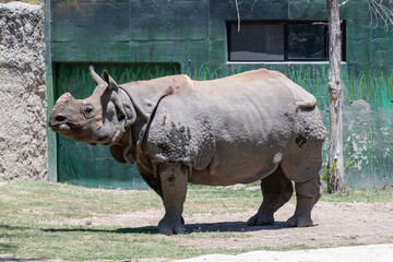 Naklejka premium A majestic Indian rhinoceros stands calmly in its enclosure at Guadalajara Zoo on a bright, sunny day, showcasing its impressive size and skin texture.