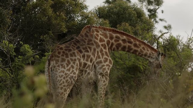 A group of giraffes grazing peacefully in the Namibian savanna, tall African mammals feeding on acacia trees. Serene wildlife scene showing natural behavior, long necks, and the majestic presence of