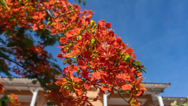 A bright exotic flowering tree. A branch with beautiful red-orange flowers on a blue sky background. Delonix regia, flame tree. Cuba.

 