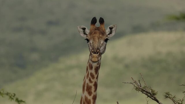 A group of giraffes grazing peacefully in the Namibian savanna, tall African mammals feeding on acacia trees. Serene wildlife scene showing natural behavior, long necks, and the majestic presence of