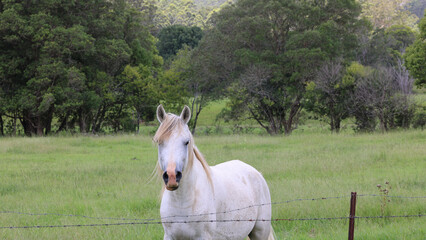 Obraz premium White Horse Standing in a Green Field Behind a Barbed Wire Fence