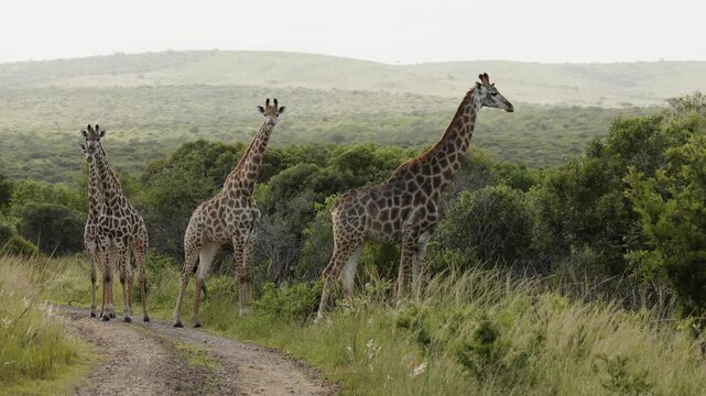 A group of giraffes grazing peacefully in the Namibian savanna, tall African mammals feeding on acacia trees. Serene wildlife scene showing natural behavior, long necks, and the majestic presence of