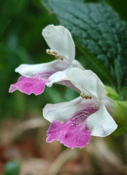Macro close-up of delicate pink and white Bastard Balm (Melittis melissophyllum) growing in a shaded forest environment in northern Hungary.