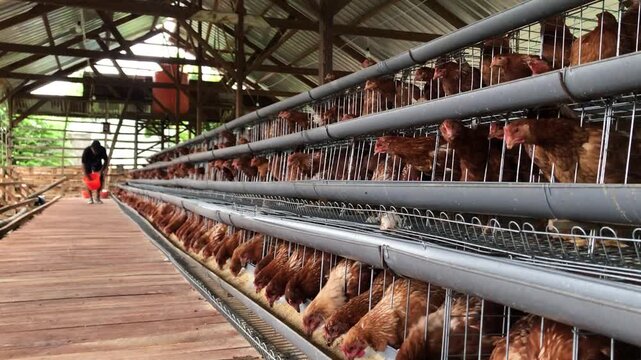 A person walks through a large, multi-tiered poultry farm with numerous brown chickens housed in stacked cages, illustrating industrial egg production.