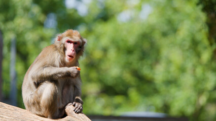 Obraz premium Rhesus Macaque Sitting on a Log Eating Food in Sunlit Forest