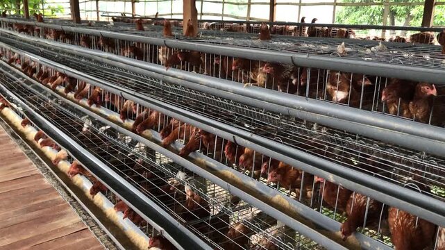 Rows of brown laying hens in multi-tiered cages inside a commercial poultry farm for egg production.