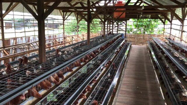 Rows of brown chickens in tiered cages inside a large poultry farm building.