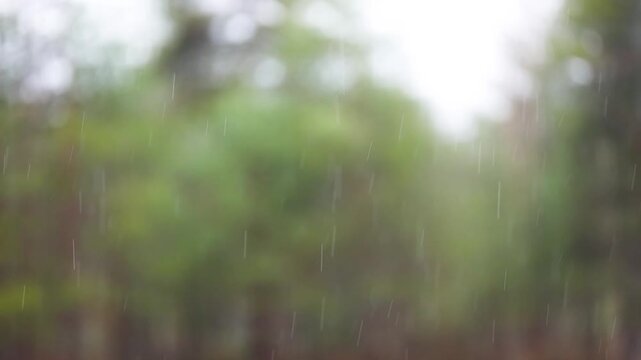 raindrops in slow motion against a background of trees. Seamless loop.
