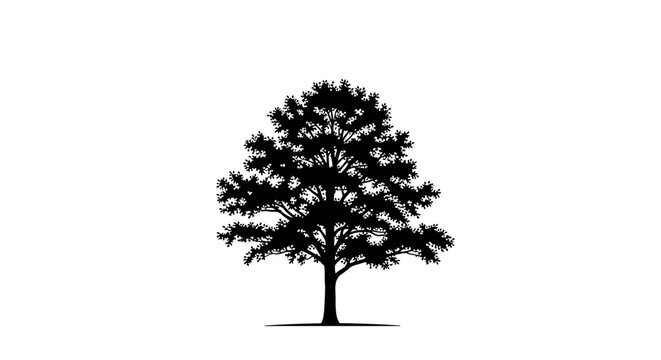 Tree silhouette, black tree icon, vector tree isolated on White Background
