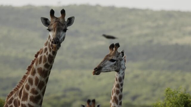 A group of giraffes grazing peacefully in the Namibian savanna, tall African mammals feeding on acacia trees. Serene wildlife scene showing natural behavior, long necks, and the majestic presence of