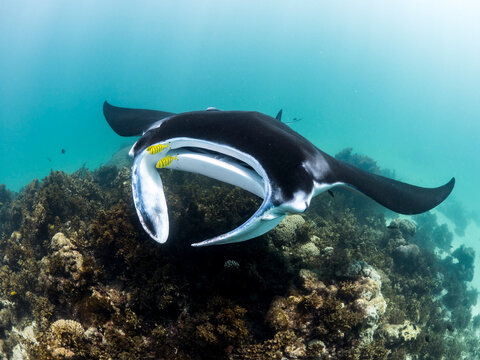 A Manta ray of the Ningaloo Reef