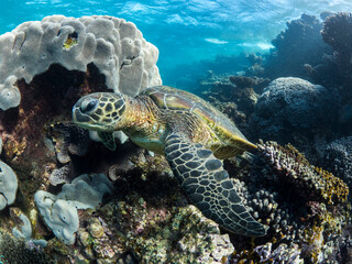 Fototapeta premium A Green Sea Turtle on the Ningaloo Reef