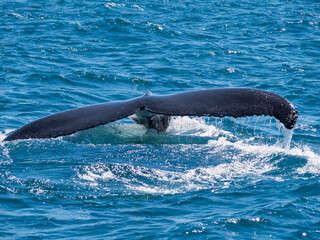 Humpback Whale tale fluke, Ningaloo Reef  © tara